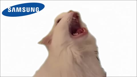 Funny 🤣😂 cat ringtone