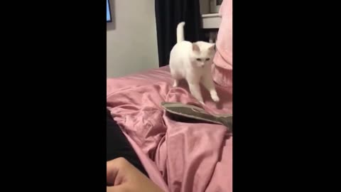 Funny animal videos 🤣🤣🤣🤣🤣