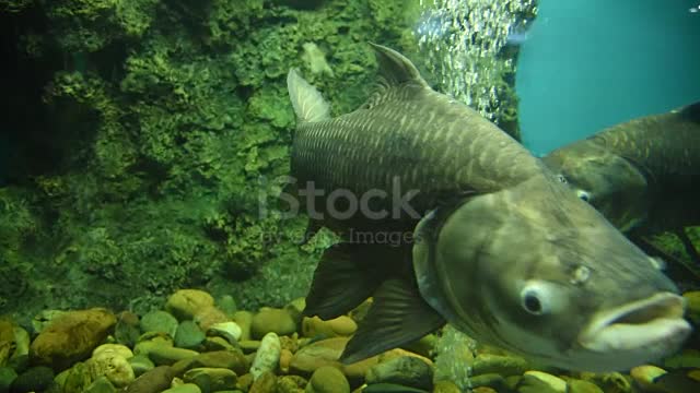 Fish swimming in aquarium.