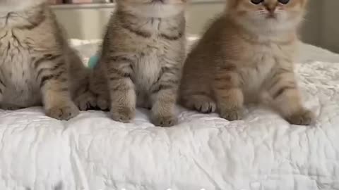 Wednesday kitten’s dance ! Wait for it!