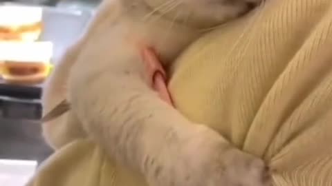 Cute and funny cat video.