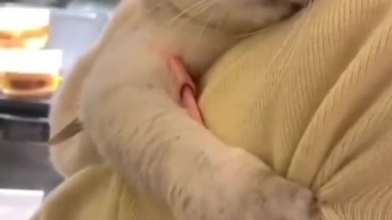 Cute and funny cat video.