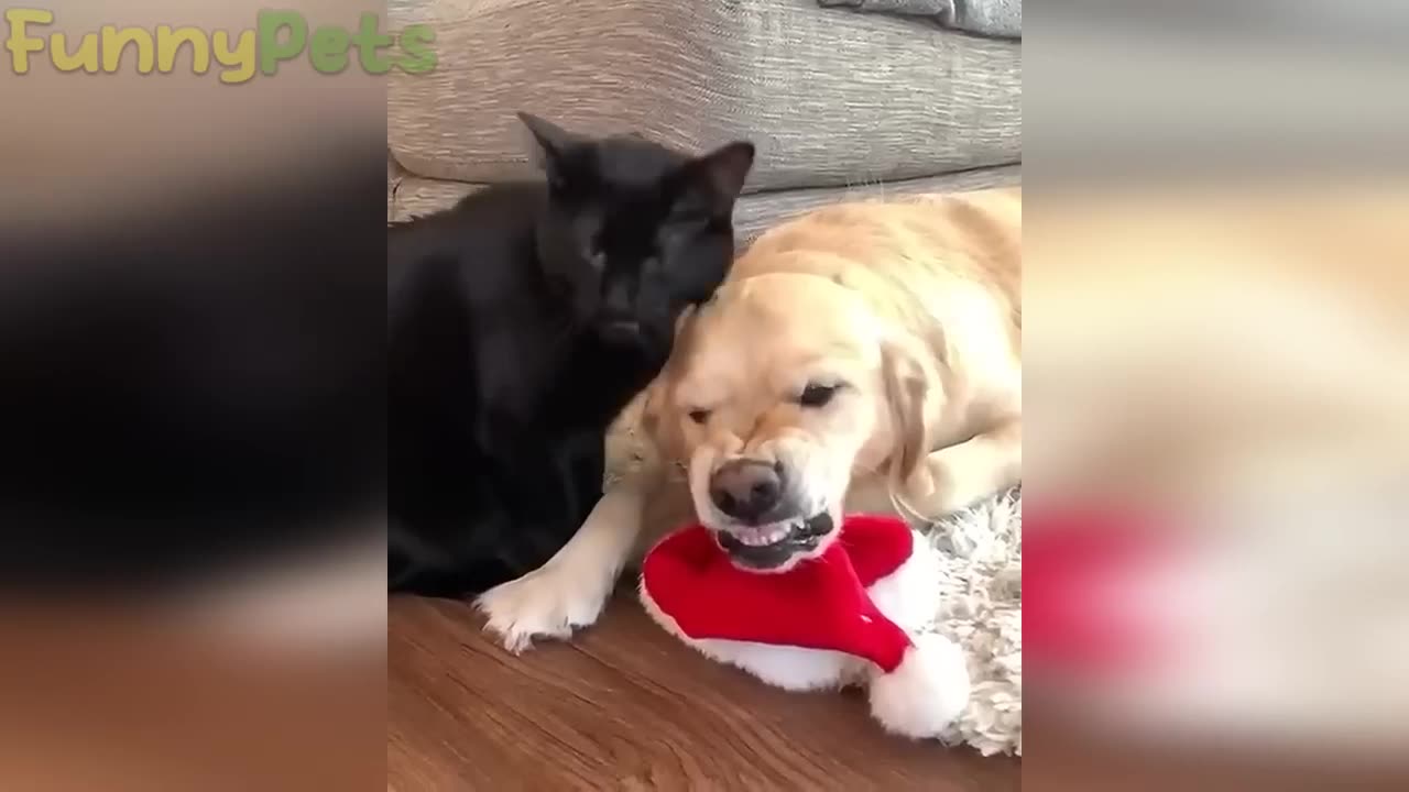 best funniest animal videos 2023 😂 funny cats and dogs 😹🐶