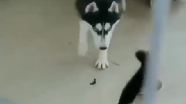 Fearless Cat Beats Up Big Dog | You Must Watch!