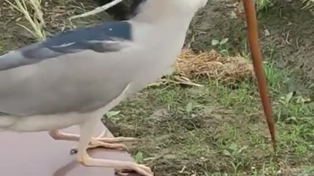 Night heron