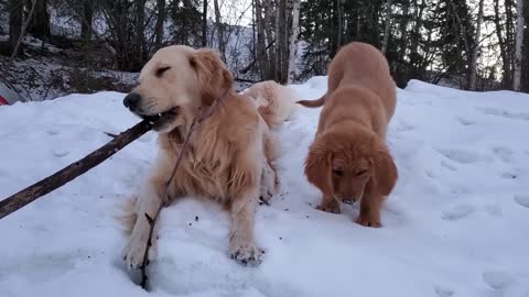 Golden Retriever's Share a Stick......or Not!