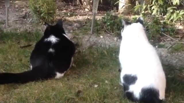 the cat jump