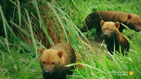 Why Bush Dogs Are So Different From Other Dogs