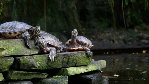 A Group Of Freshwater Turtles Resting On A Pile Of Concretes