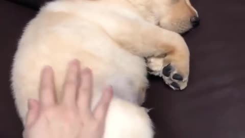 bad dog having a nightmare