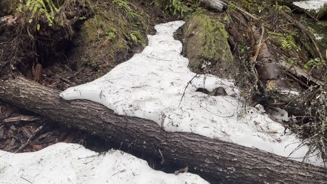 Hiking Over Snow in Old Growth Classic Forest – Sahalie Falls & Koosah Falls Loop – 4K