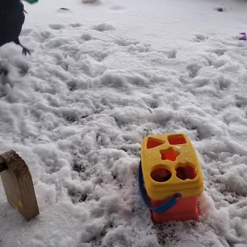 crow smarter than a child