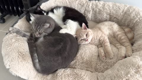 Cats Love To Snuggle & Sleep Together