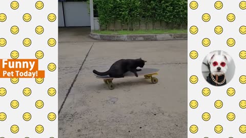 All Time Funniest Animal Videos - Best of Cats and Dogs Vines 2023