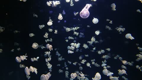 Jellyfish Animal Water Underwater Sea Wildlife