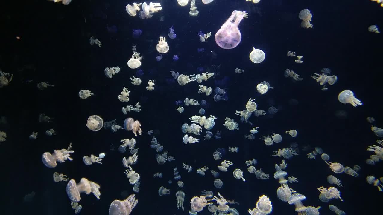Jellyfish Animal Water Underwater Sea Wildlife