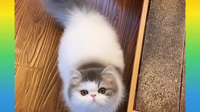 Cute and funny Cat 1