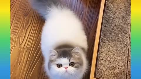 Cute and funny Cat 1