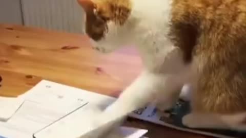 FUNNY CAT MEMES COMPILATION