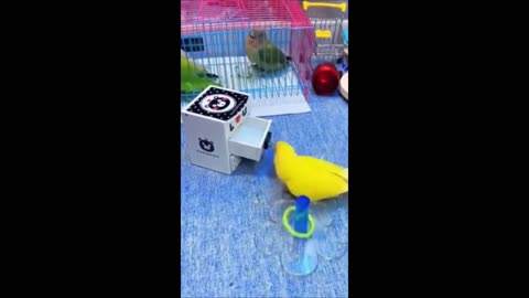 Cats and Dogs! Animal pets world