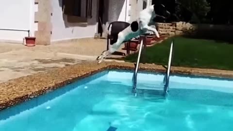 AMAZING AND UNBELIEVABLE TRICKS AND SHORTS 😱😱😱