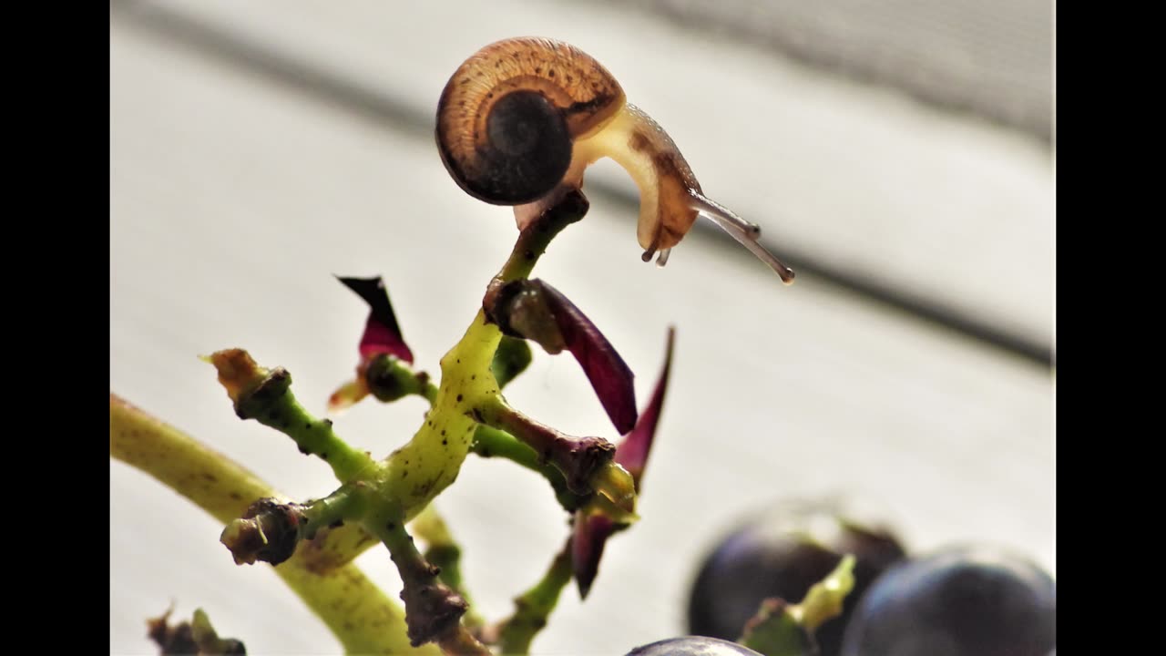 Eater of my grapes