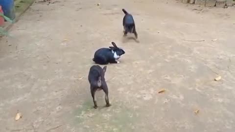 Rabbit and dogs play on very funny running around video