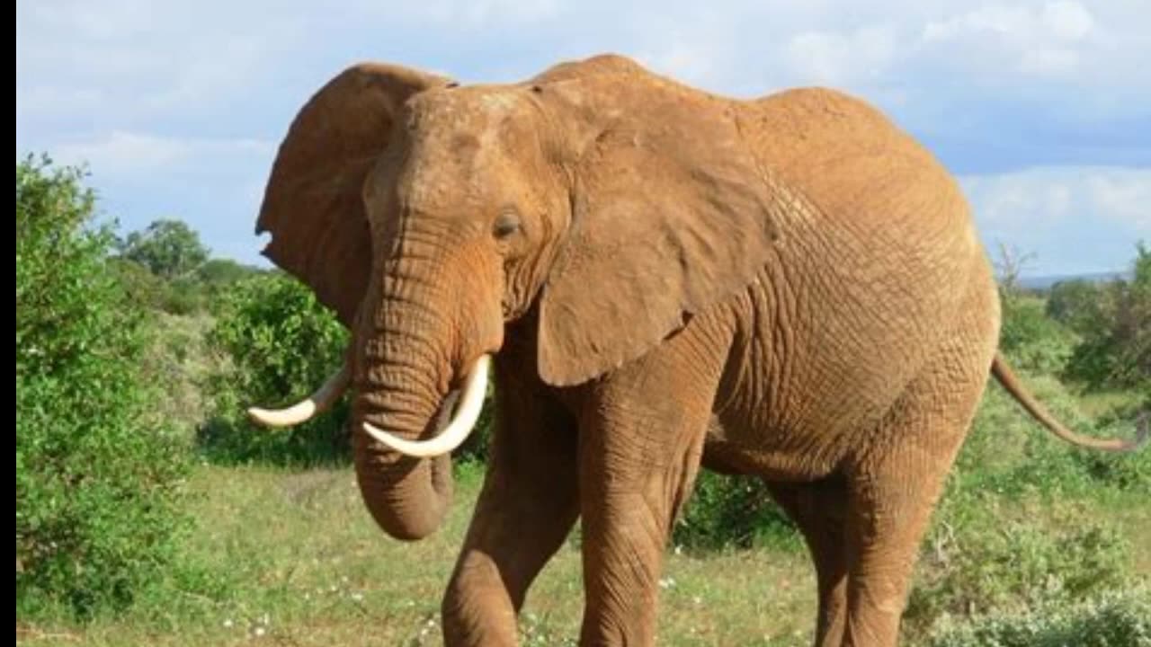 Graceful Giants: Capturing the Beauty of Elephants