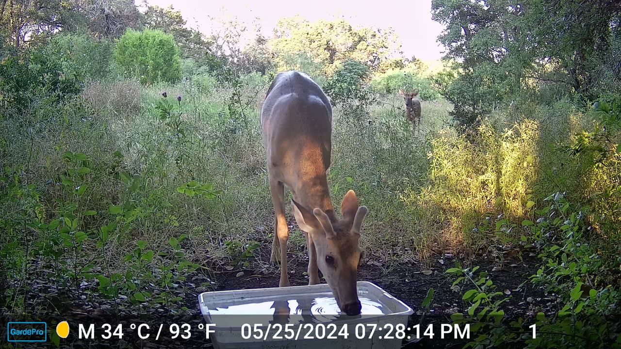 Three male White Tail deer - Authority