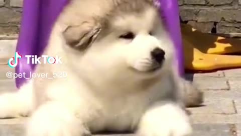 Cutest Husky Ever Funny Moments