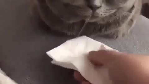 Cute cat drooling