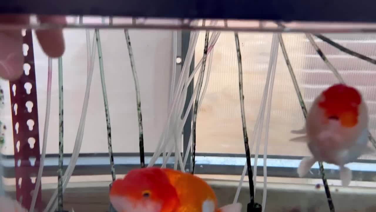 My Backyard Ranchu Goldfish Farm