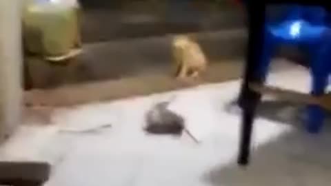 E o gato é o juíz! Kkkkkkkkkkkkkkkkkkkkkkkk