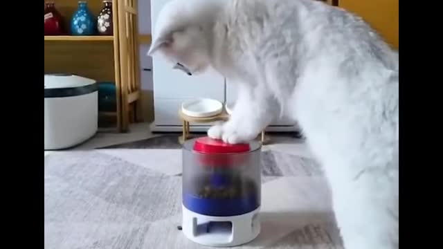 Funniest cat videos #35 - HILARIOUS!