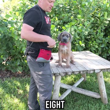 Do Puppies’ Eyes Change Color?