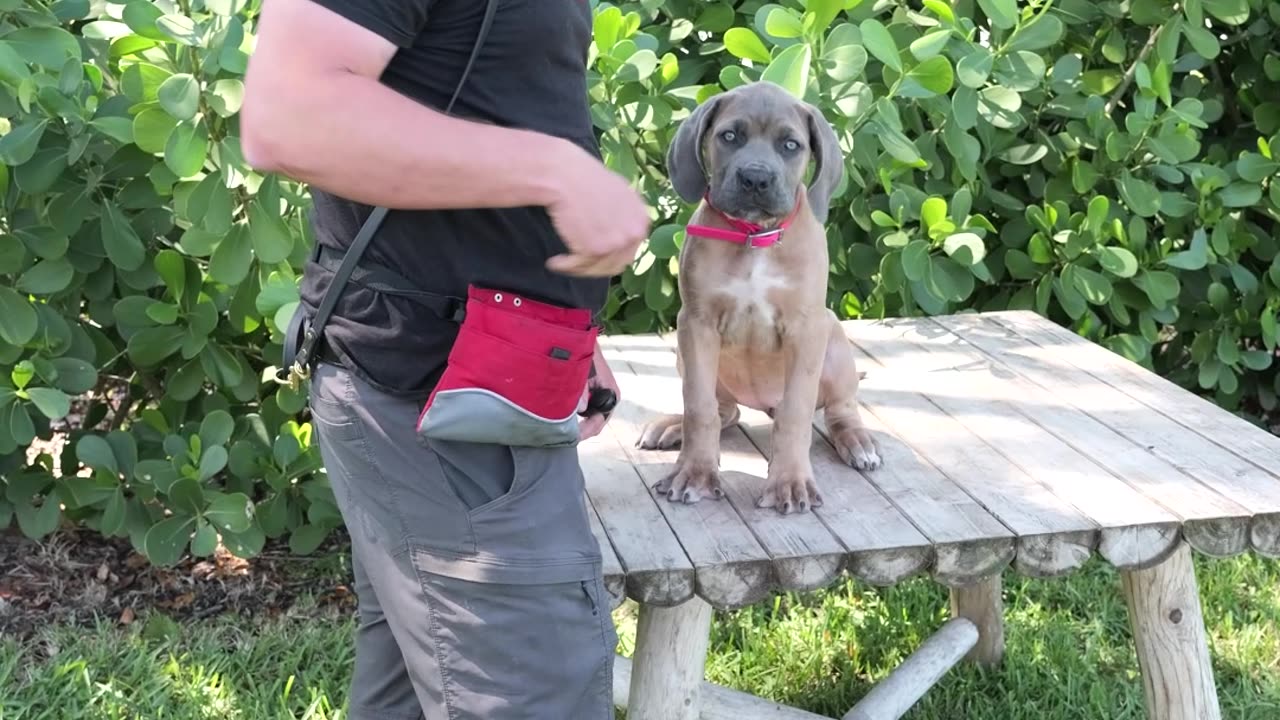 Do Puppies’ Eyes Change Color?