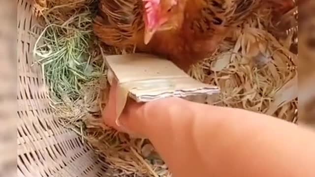 Ingenious Ways Of Stealing Eggs From Aggressive Hen