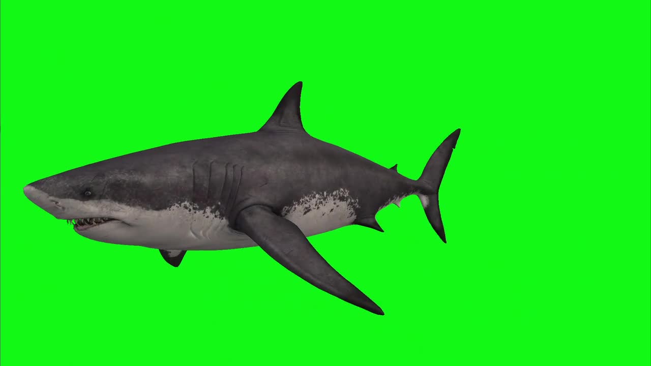 Hai Animal Megalodon Isolated 360° Rotation Fish