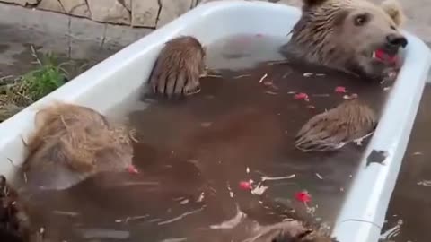 Relaxing bear bath