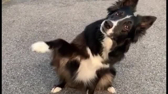 Is this dog trying to play with me?
