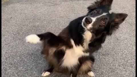 Is this dog trying to play with me?
