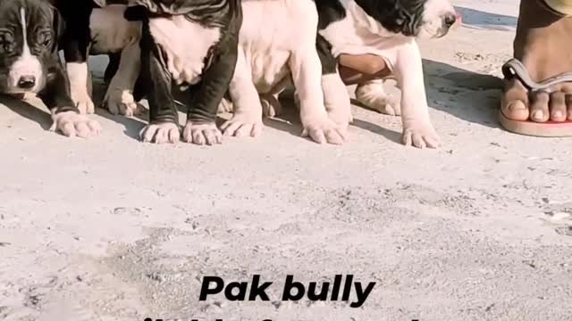 Puppies