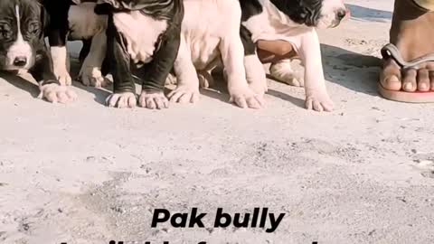 Puppies