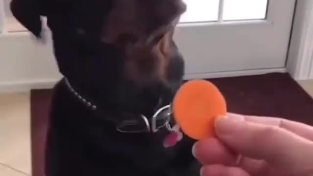 Obedient dog