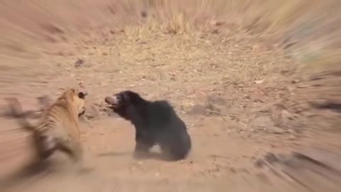 🐉🦁Ruthless Fights Between African Animals Predator And Prey 2022🦁🐉