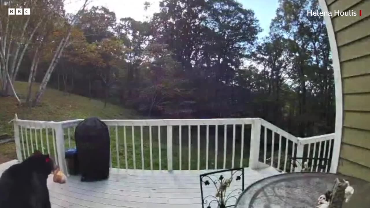 Bear enters house and helps herself to frozen lasagne