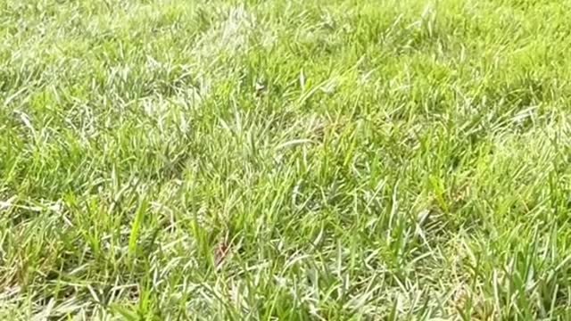 Bubba I love watching you glide across the grass to me