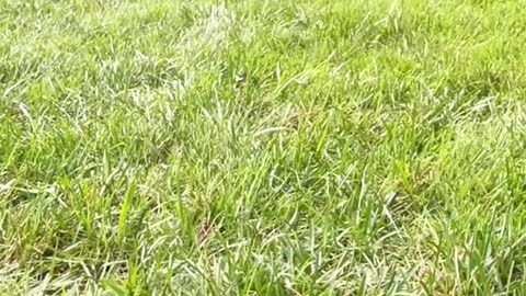 Bubba I love watching you glide across the grass to me