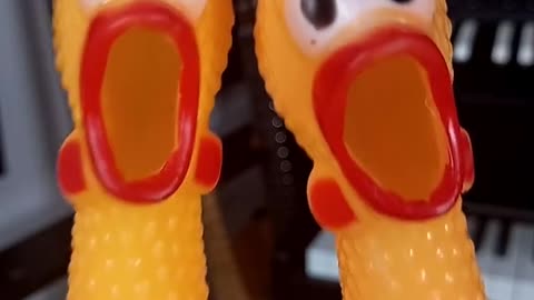 Chicken song