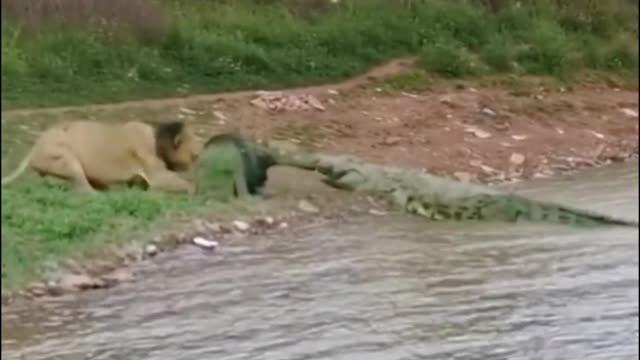 The lion and the crocodile are fighting for food!